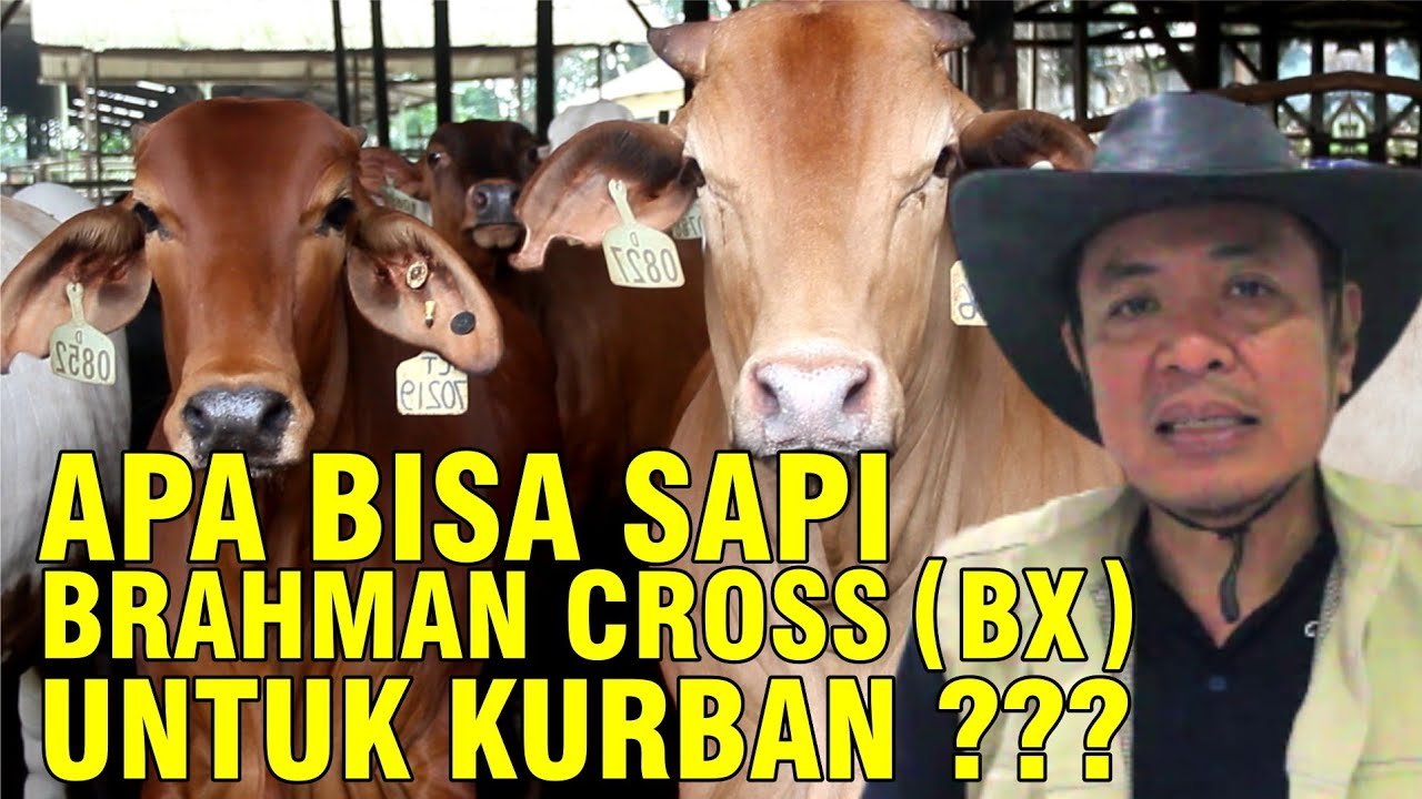 
                                 Fakta-Unik-Sapi-Brahman-Asal-India